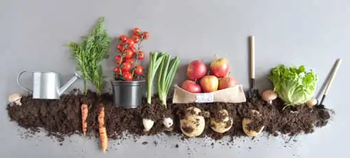 Ernährungsberater ABC-Lizenz - Gemüse & Obst im Erdquerschnitt 