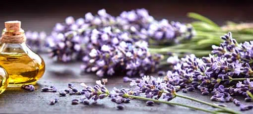 Panoramabanner oder Header frischen violetten Lavendels mit Flakons von ätherischem Öl für Heilpraktiker , alternative Medizin und Parfümerie